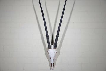 Gemsbok schedel Schedel van een zoogdier - Oryx gazella -