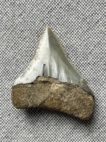Megalodon-tand 5,4 cm - Fossiele tand - Carcharocles