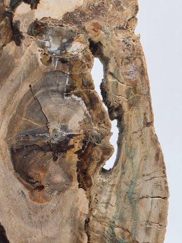 Fossiel hout - Gefossiliseerd hout - 19 cm (Zonder