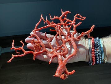 Bloedkoraal Koraal - Corallum rubrum