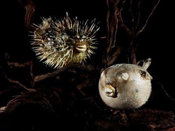 Zonder voorbehoud! paar puffervis + stekelvis Taxidermie, Nieuw