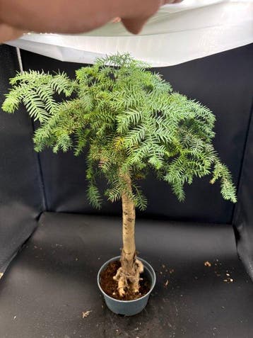 Araucaria - Hoogte (boom): 50 cm - Diepte (boom): 20 cm -