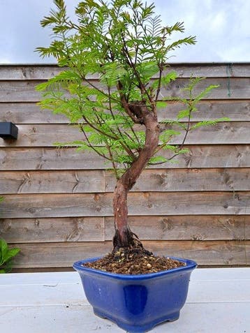 Metasequoia bonsai dans un bol à bonsaï - Hauteur (arbre) :