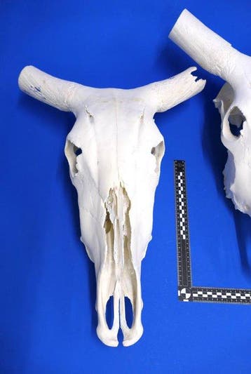 Watussirind Schedel - Bos taurus - 40 cm - 20 cm - 50 cm-, Nieuw