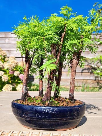 forêt de Métaséquoïa dans un pot de bonsaï - Hauteur (arbre)