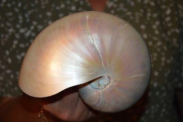 Nautiloidea Zeeschelp - S-426 NAUTILUS POMPILIUS (Zonder