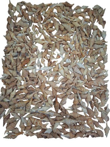 Chinna schelpen 750 gram
