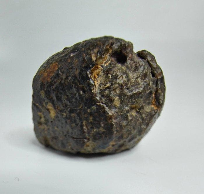 NWA 869 meteoriet, L3-6. De bekendste chondriet. - 36.54 g, Collections, Minéraux & Fossiles