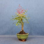 Bambou sacré - Hauteur (arbre) : 28 cm - Profondeur (arbre)