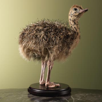 Struisvogel Kuiken Taxidermie Opgezette Dieren By Max, Ophalen of Verzenden, Nieuw, Vogel, Opgezet dier