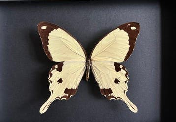 Vlinder Taxidermie volledige montage - Papilio Dardanus - 15