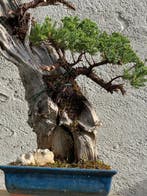 Jeneverbes bonsai (Juniperus) - Hoogte (boom): 56 cm -