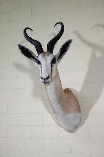 South African Springbok Taxidermie wandmontage - Antidorcas, Verzamelen, Dierenverzamelingen, Nieuw