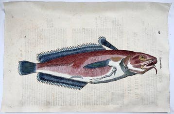Aldrovandi; Fish, Forkbeard Hake - hand coloured folio -
