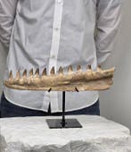 Mosasaurus - Fossiele tand - Mosasaur jaw from Morocco -