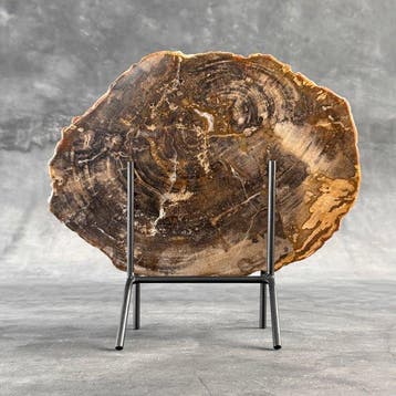 Prachtige plak versteend hout op een op maat gemaakte