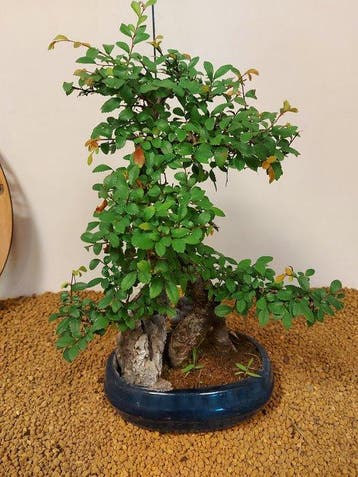 zelkova - Hauteur (arbre) : 37 cm - Profondeur (arbre) : 27