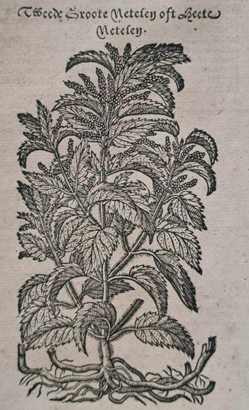 Rembertus Dodonaeus - 42 houtsnedes uit het Cruydt-boeck