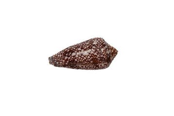 Juweel uit de Indische Oceaan: de onberispelijke Conus, Nieuw