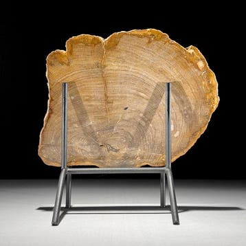 Prachtige schijf versteend hout op een op maat gemaakte
