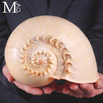 Grote Melo broderipii-schelp - Filipijnen - Extra kwaliteit