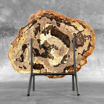 Belle grande tranche de bois pétrifié sur un socle