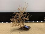 Osaka Bonsai Tree nr 26 - 40x13x48cm - aquascaping boom, Ophalen of Verzenden, Nieuw, Plant(en), Steen of Hout