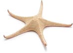 Zeester Rood Tip Starfish 30 cm Per stuk, Nieuw