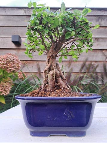 Bonsaï Orme de Chine (Ulmus parviflora) - Hauteur (arbre) :