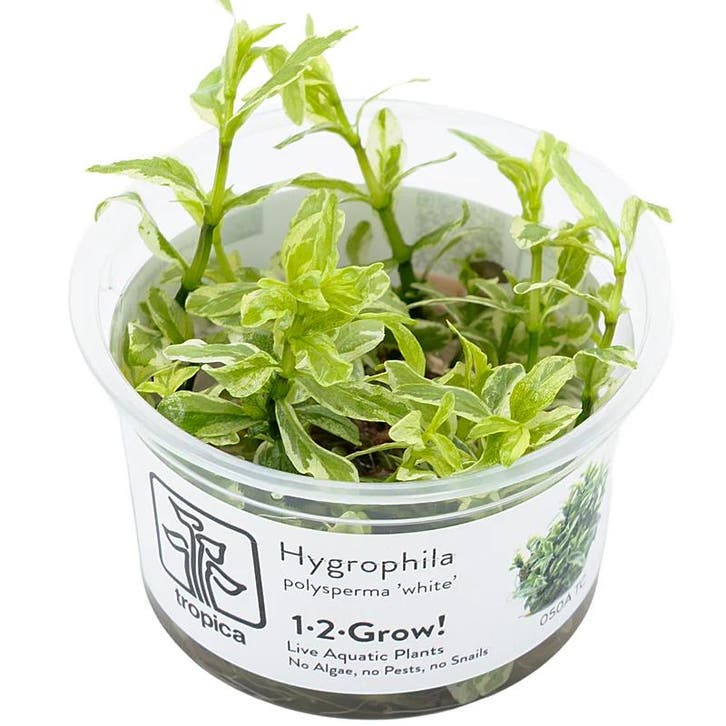 Tropica Hygrophila polysperma white 1-2-grow! (medium), Dieren en Toebehoren, Vissen | Aquaria en Toebehoren, Nieuw, Verzenden