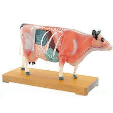Anatomisch model koe met accupuntuur punten ST-ATM127, Verzenden, Nieuw