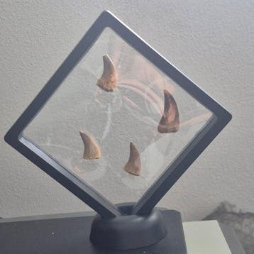 unieke vormen mosasaurus tanden - Fossiele tand - 3.5 cm - 2