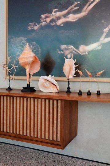 Prachtige Spider Conch-schelp op een aangepaste standaard -