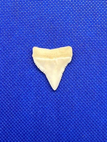 Witte haai Tand - Carcharodon carcharias - 29 mm - 25 mm - 4