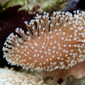 Sarcophyton galaucum L (Ong. 15 cm), Dieren en Toebehoren, Vissen | Aquariumvissen