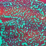 Montipora Chili Pepper Frag (Ong. 3 cm)