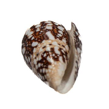 Conus ammiralis - Zeldzame Admiraal-conus - Uitzonderlijk