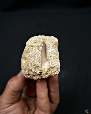 Plesiosaurus - Fossiele tand - Plesiosaurus sp. (Zonder, Verzamelen