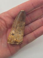 Spinosaure - Dent fossile - Spinosaur Aegyptiacus - 7 cm -