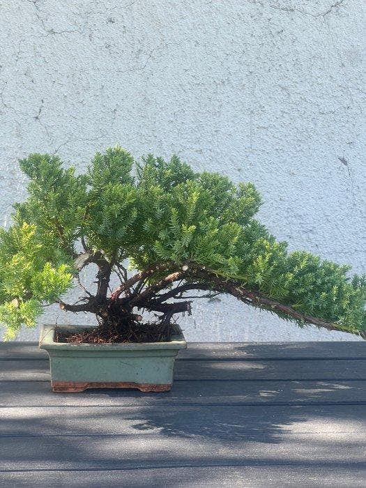 Jeneverbes bonsai (Juniperus) - Hoogte (boom): 20 cm -, Antiek en Kunst, Curiosa en Brocante