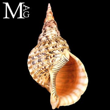 Charonia tritonis – Grote Triton – 331 mm Charonia tritonis, Nieuw