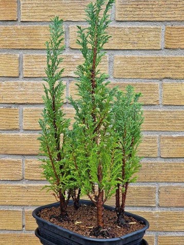 Bonsaï Genévrier (Juniperus) - Hauteur (arbre) : 45 cm -
