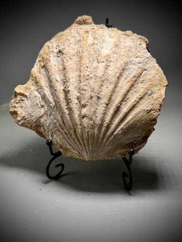 Grote onder-Jura fossiele venusschelp - Gefossiliseerde