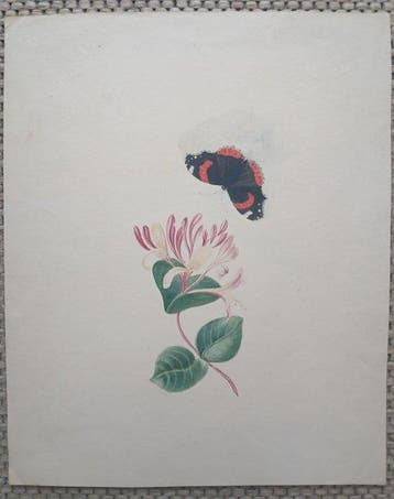 Hollandse school (XIX) - Vlinder en bloem - Botanische