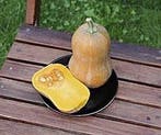 Nectar Butternut pompoen zaden, Nieuw