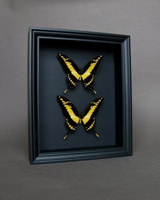 Vlinder Taxidermie volledige montage - Papilio thoas - 25 cm, Collections, Collections Animaux
