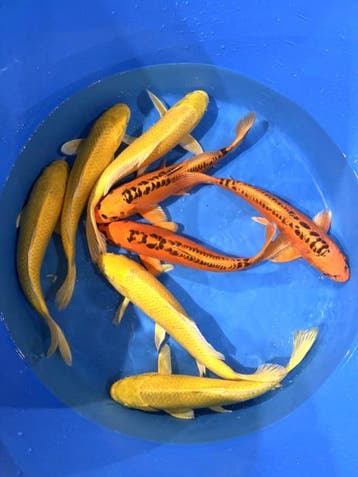 Hirasawa Marusei 30-37cm (Japanse Koi), Ophalen of Verzenden, Nieuw