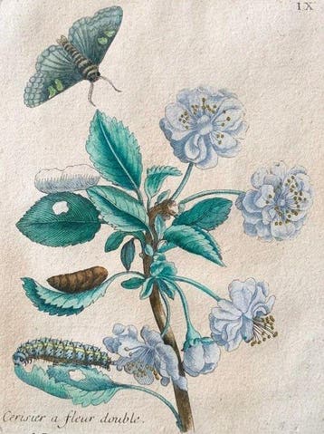 Maria Sibylla Merian (1647–1717) - Ciliegio - Originale