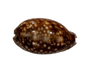 Macrocypraea zebra zebra (83 mm, toptoestand GEM) –, Nieuw