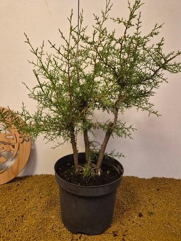 cupressus goveniana - Hoogte (boom): 61 cm - Diepte (boom):